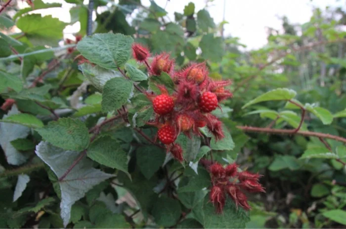 Малина Солнце Токио - унікальний сорт- фото № 1