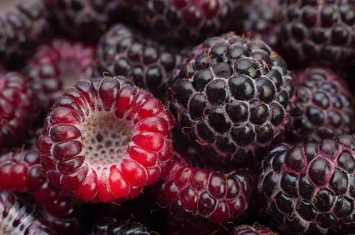 Саджанці малини сорту Кумберленд- фото № 1