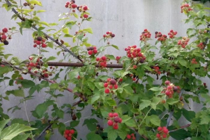 Саджанці малини сорту Кумберленд- фото № 2