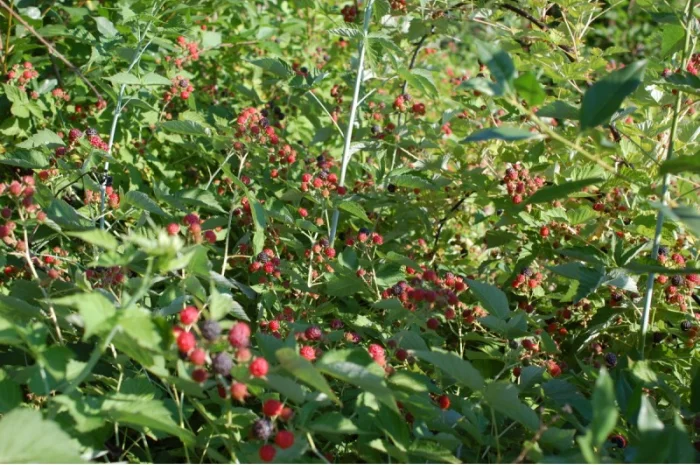 Саджанці малини сорту Кумберленд- фото № 3