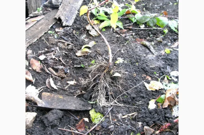 Саджанці малини сорту Кумберленд- фото № 4