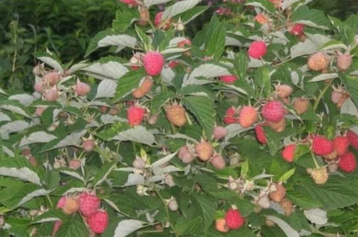 Продается малиновое дерево Таруса- фото № 2