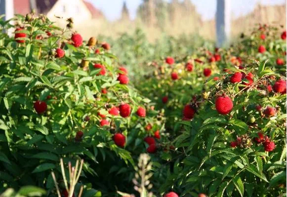 Малина Мяо Мяо- фото № 1