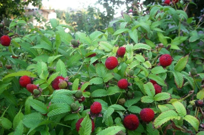 Малина Мяо Мяо- фото № 2