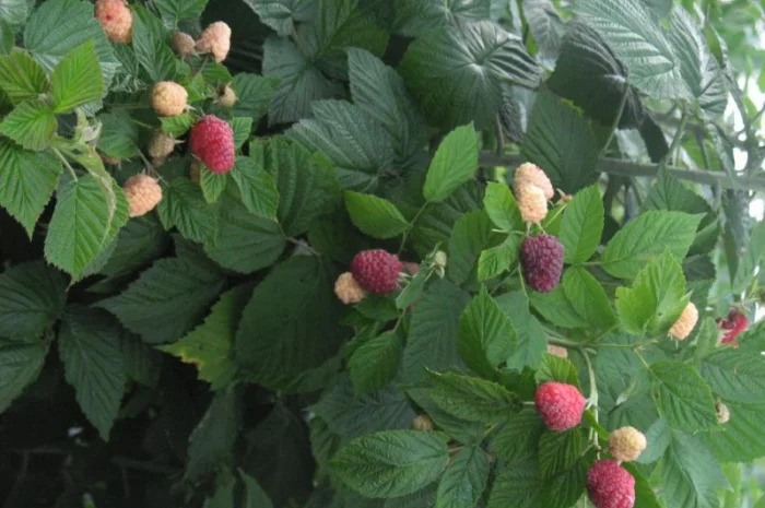 Саженцы малины Роялти – высокоурожайный сорт- фото № 1