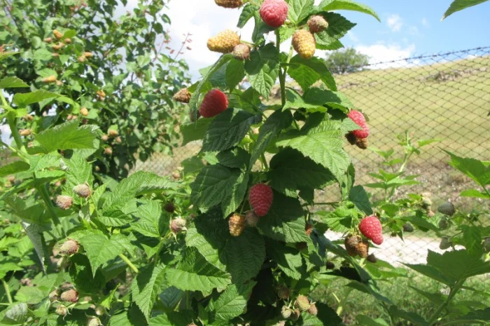 Продается малина сорта Моника- фото № 1