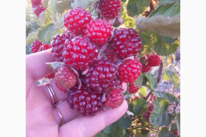 Ежемалина Ред Даймонд- фото № 1