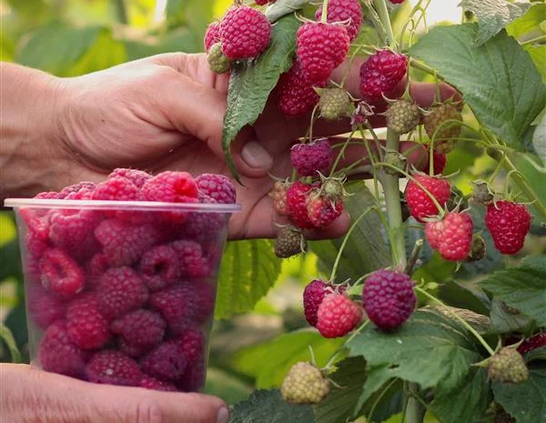 Малина Феномен- фото № 1