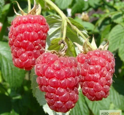 Саджанці високоврожайних сортів малини- фото № 1