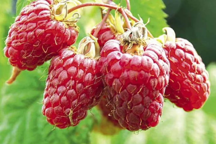 Якісні саджанці літньої малини Гусар- фото № 1