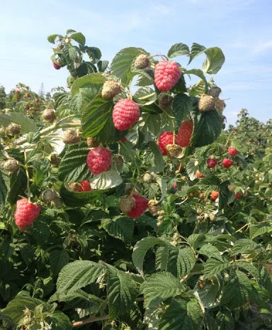 Саджанці ягідних опт та роздріб- фото № 1