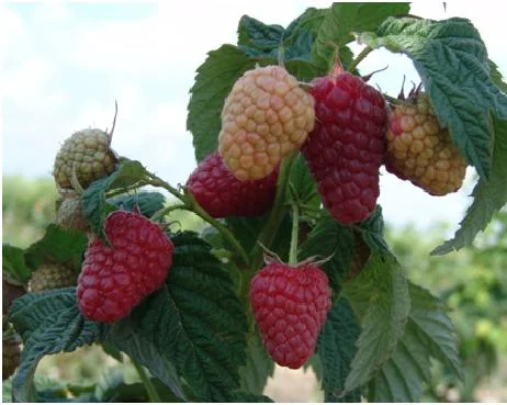 Саженцы ремонтантной малины Брусыливский стандарт- фото № 1