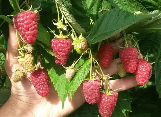 Саджанці ремонтантної малини Полка- фото № 1