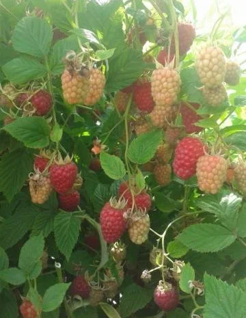 Саджанці ремонтантної малини Полка- фото № 3