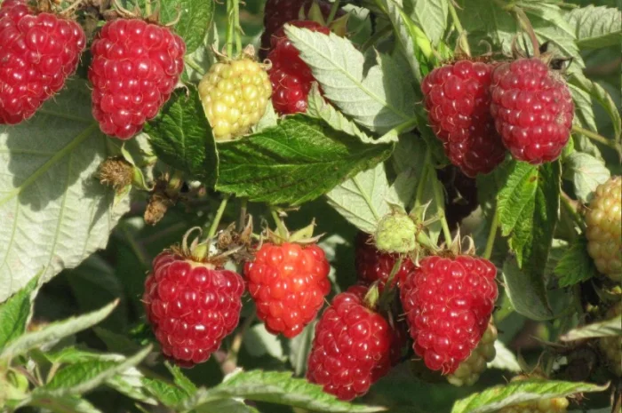 Саджанці ремонтантної малини Полка- фото № 4