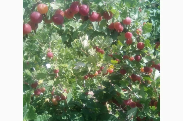 Продам саженцы крыжовника Зелёный дождь- фото № 2