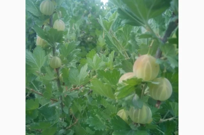 Продам саженцы крыжовника Зелёный дождь- фото № 3