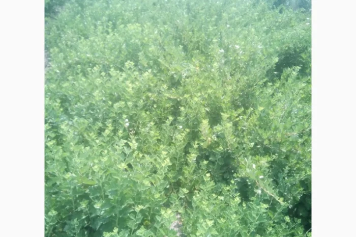 Продам саженцы крыжовника Зелёный дождь- фото № 4