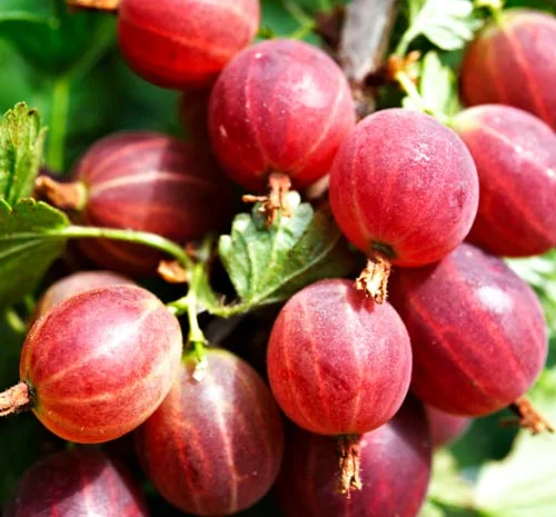 Однорічні садженці якісних сортів малини, смородини- фото № 5