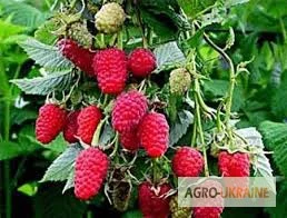 Саджанці ремонтної малини Полка- фото № 1