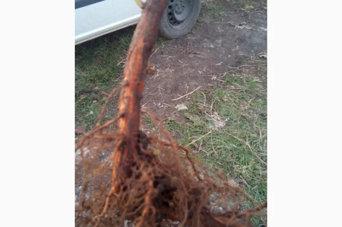 Саджанці ремонтної малини Полка- фото № 2