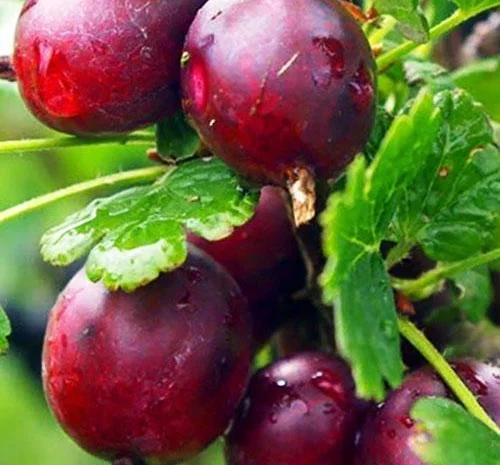 Саджанці ремонтної малини Полка- фото № 4