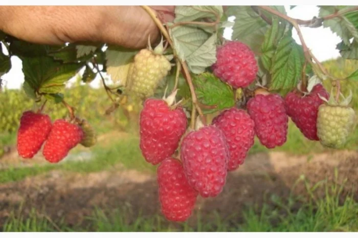 Саджанці ремонтної малини Полка- фото № 5