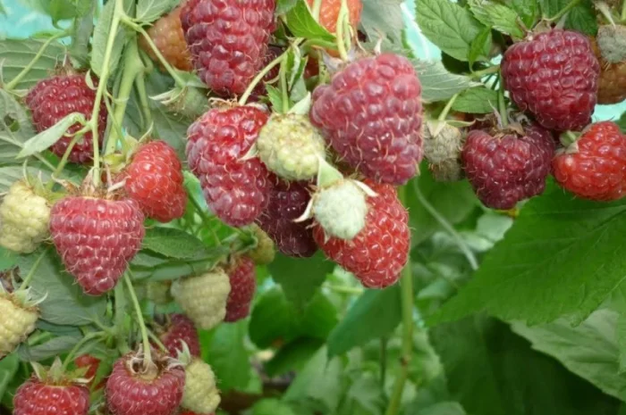 Саджанці ремонтної малини Полка- фото № 6