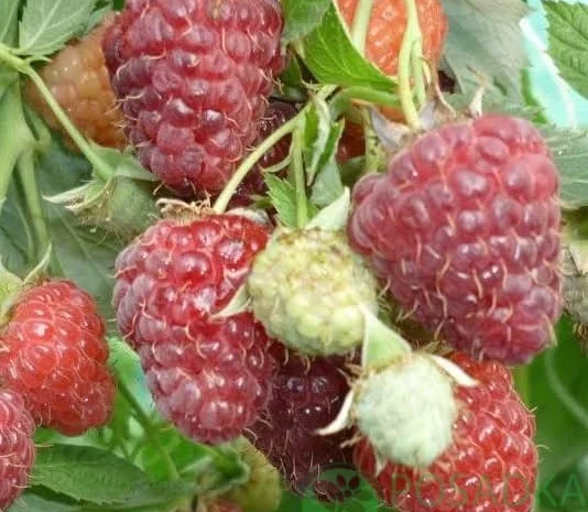 Саджанці ремонтної малини Полка- фото № 7