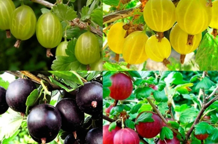 Саджанці ремонтної малини Полка- фото № 8