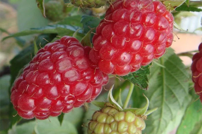 Однорічні саджанці літніх та ремонтантних сортів малини з пітомніка- фото № 1