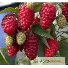 Однорічні саджанці великоплідної ремонтної малини Зюгана- фото № 1