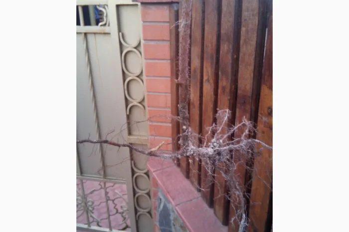 Однорічні саджанці великоплідної ремонтної малини Зюгана- фото № 1