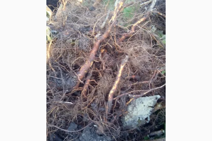 Однорічні саджанці великоплідної ремонтної малини Зюгана- фото № 2