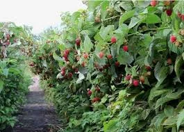 Бетонные столбы для винограда малины Запорожья- фото № 5