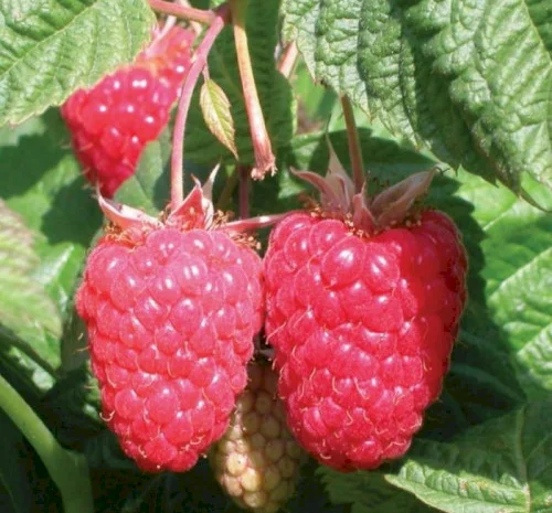 Малина саженцы ремонтантная Гордость Украины- фото № 1