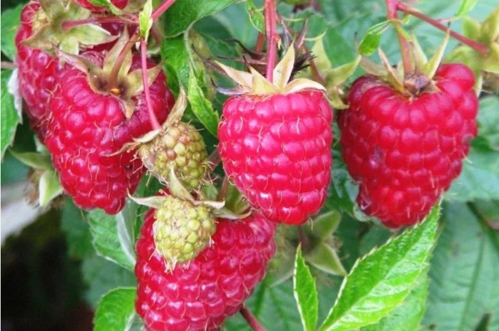 Малина саженцы ремонтантная Гордость Украины- фото № 2