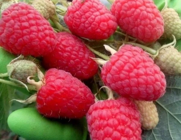 Малина Маравіла - ремонтантний сорт. Скандинавська селекція- фото № 1