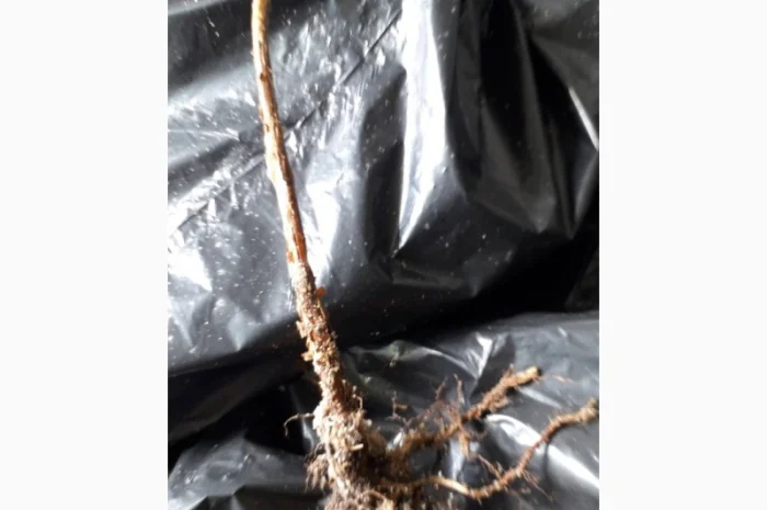 Малина Маравіла - ремонтантний сорт. Скандинавська селекція- фото № 2