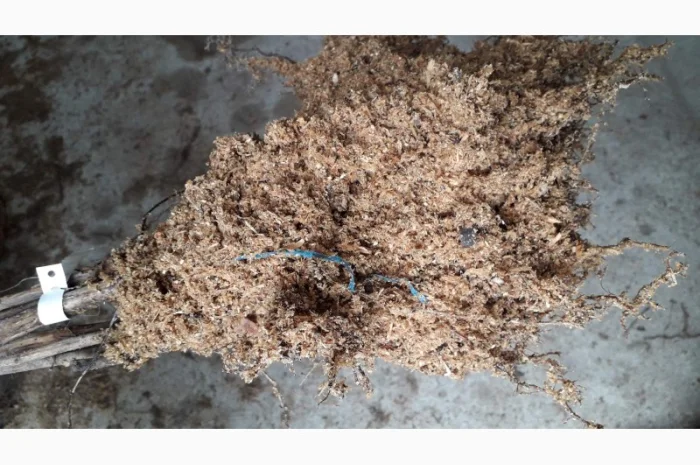 Малина Маравіла - ремонтантний сорт. Скандинавська селекція- фото № 3