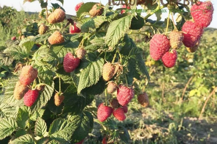 Саджанці ремонтантної малини сорт Брусвяна. Від виробника. Гарантія якості- фото № 1