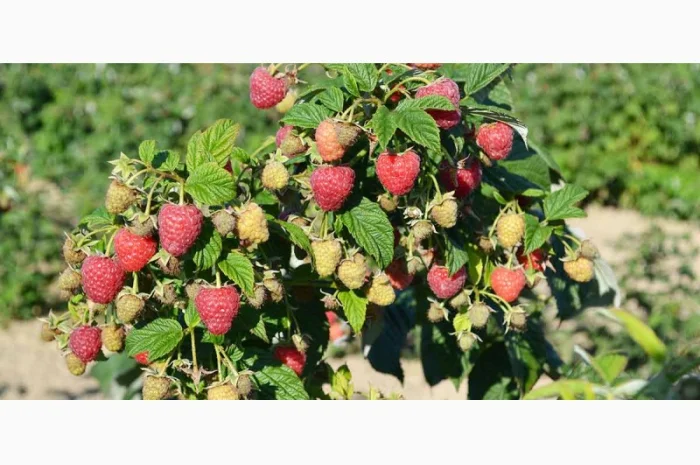 Продам саджанці малини Полка- фото № 3