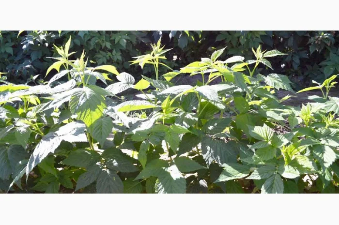 Продам саджанці малини Полка- фото № 4