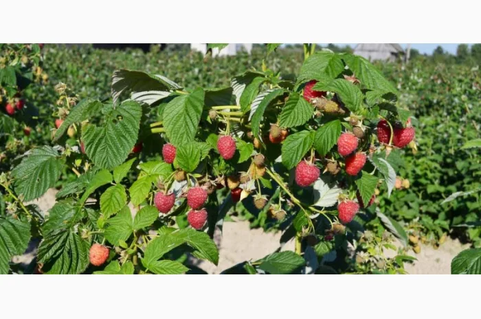 Продам саджанці малини Полка- фото № 5