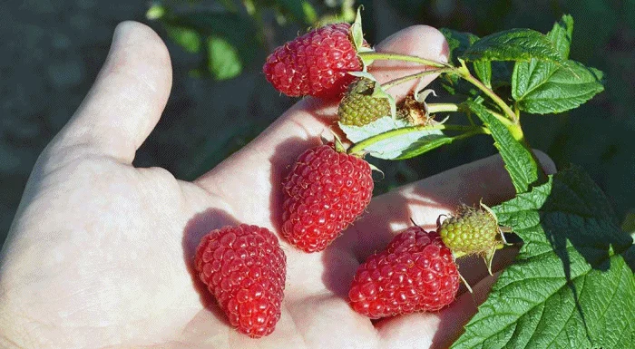 Продам саджанці малини Полка- фото № 7