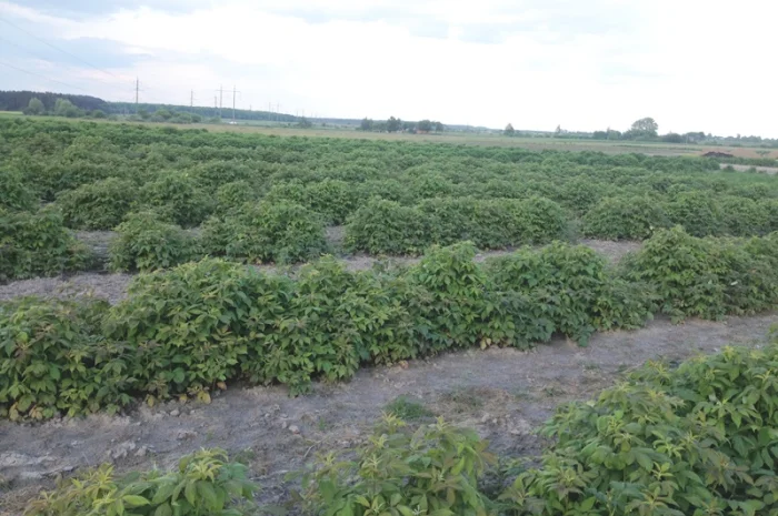 Продаю саджанці малини літньої та ремонтантної оптом та в розбріб- фото № 1