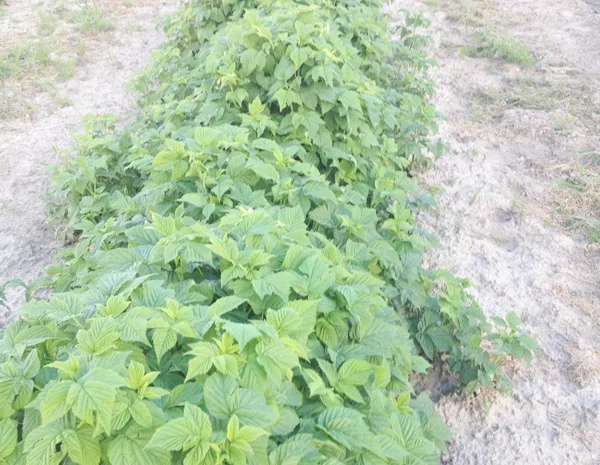 Продаю саджанці малини літньої та ремонтантної оптом та в розбріб- фото № 2