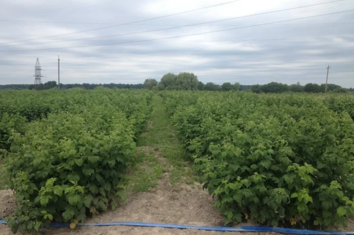 Продаю саджанці малини літньої та ремонтантної оптом та в розбріб- фото № 3