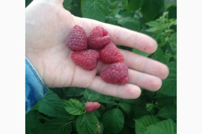 Продаю саджанці малини літньої та ремонтантної оптом та в розбріб- фото № 4