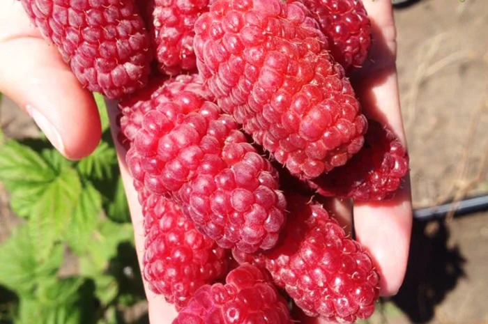 Продаю саджанці малини літньої та ремонтантної оптом та в розбріб- фото № 6